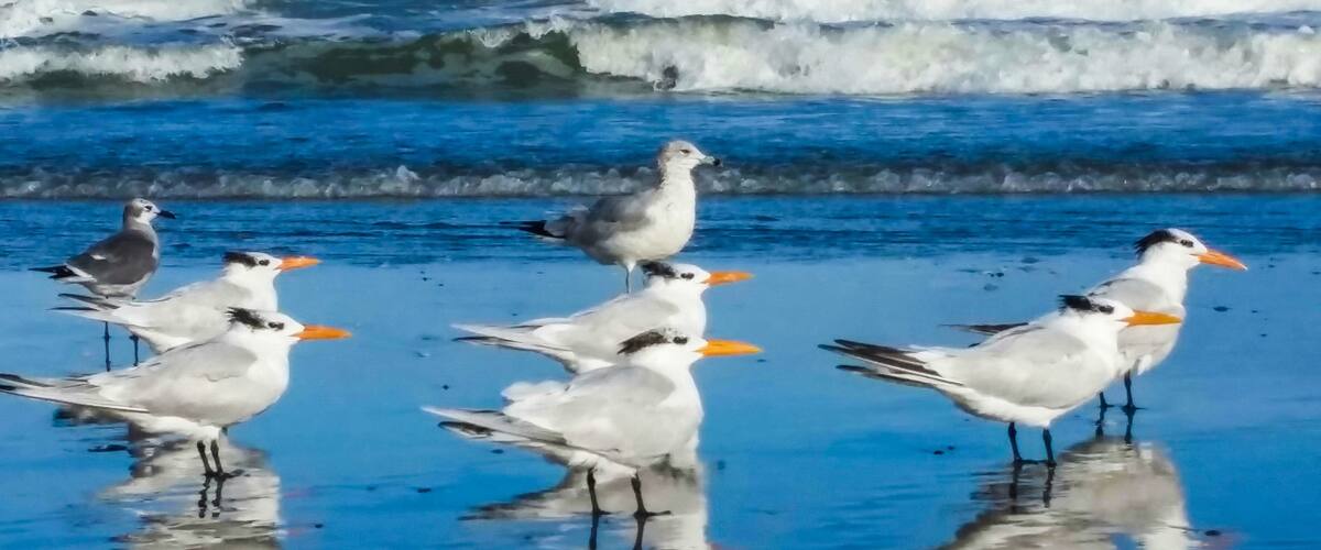 Perfect Ocean temps.
Great shell pickings.
All shared with these guys.
#BeachBound