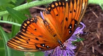 Butterfly gardens are always a nice place to relax #beautiful