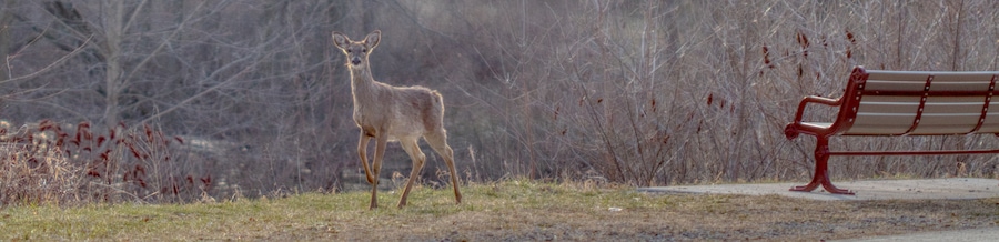 Deer watching me along the trail.