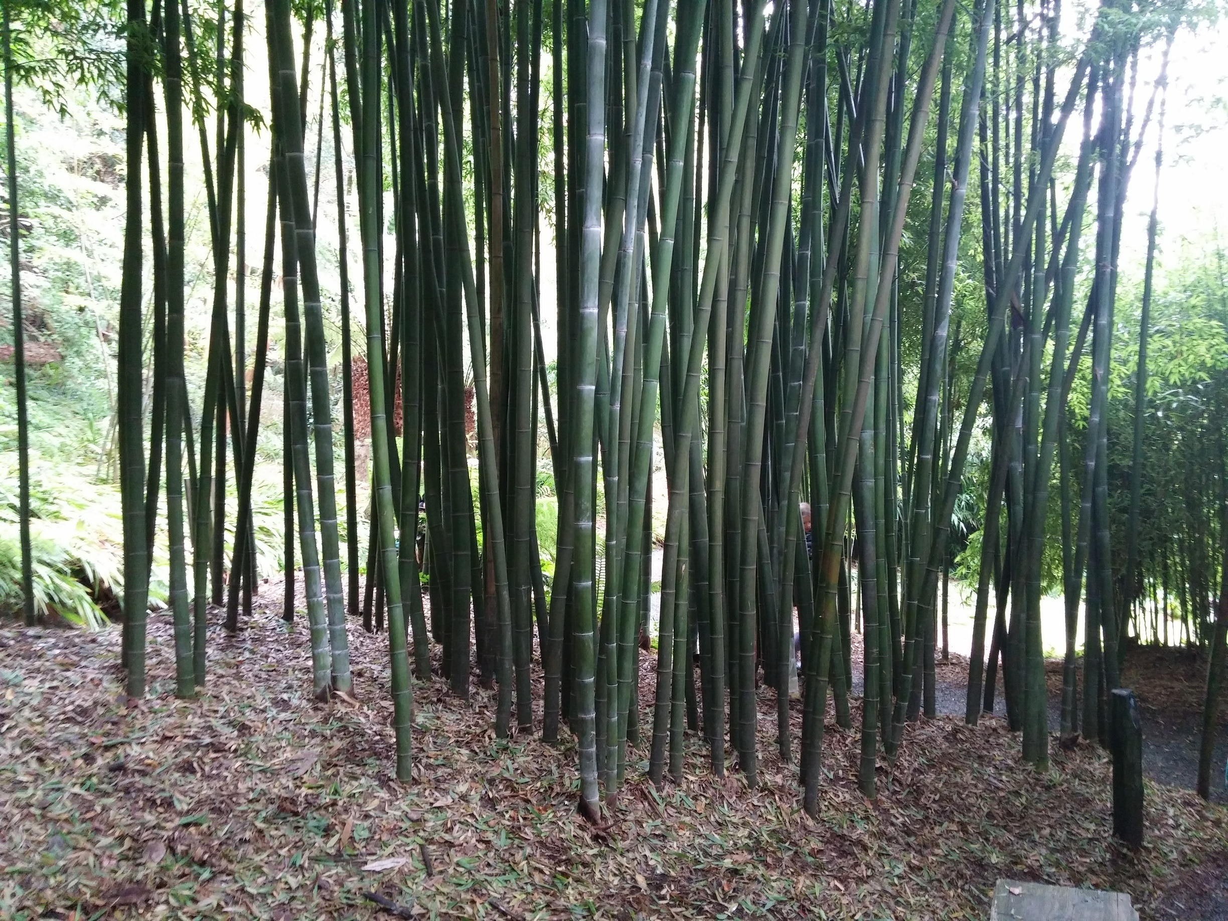 Amazing variety of bamboo at Trebah Gardens in Cornwall.