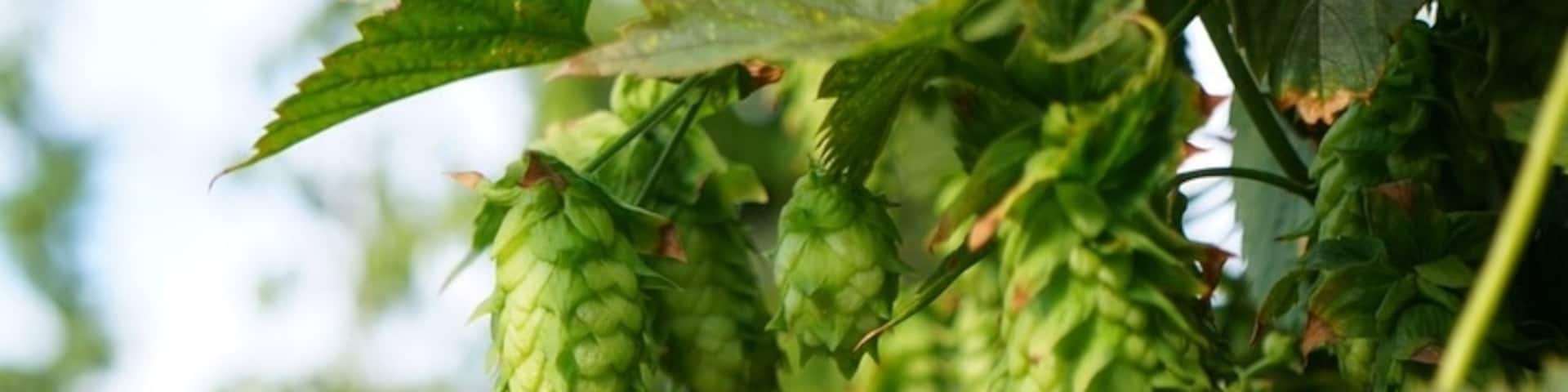 What a find! Bale Breaker's been open only a short time - right on the fields where the first hops were planted in the valley in 1932! Live music, fabulous beer. Must stop!