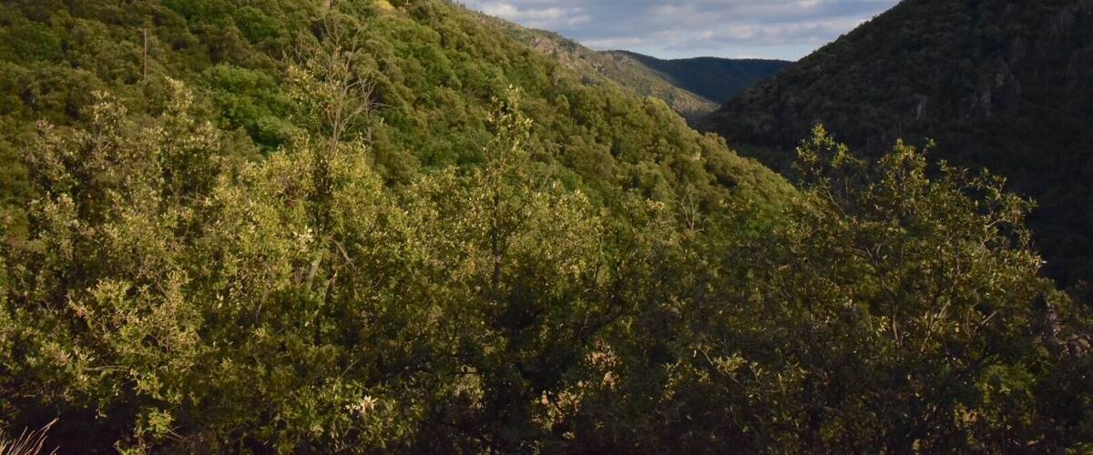 Perched high on a rocky promontory, the village of Thines, a haven of peace in the commune of Malarce-sur-la-Thines, in the Ardèche Mountains Regional Nature Park