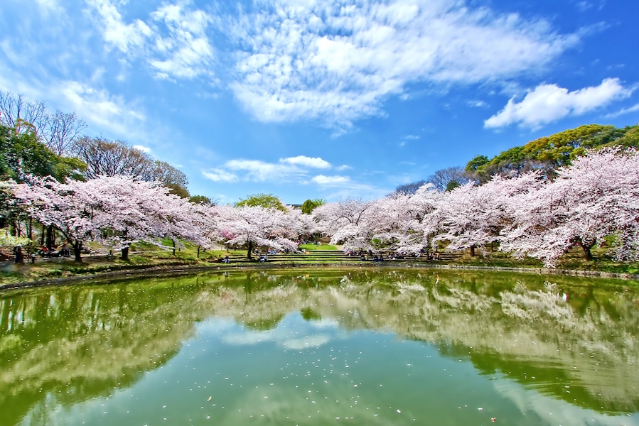 Tsurumi Ryokuchi Park in Osaka definitely had one of the best sakura displays in Japan!