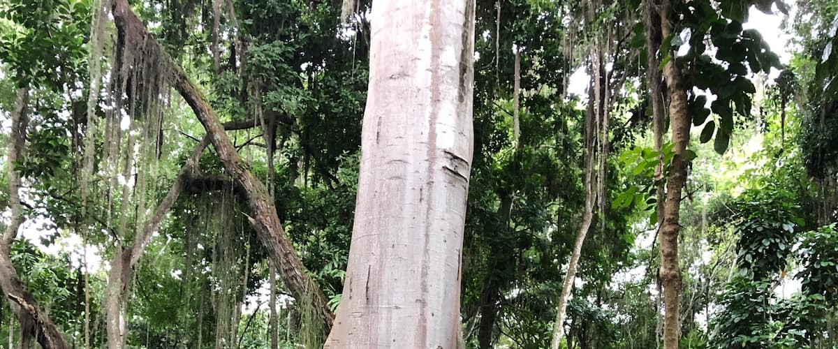 Huge trees here in the Park
