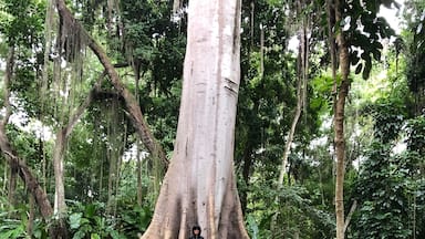 Huge trees here in the Park 