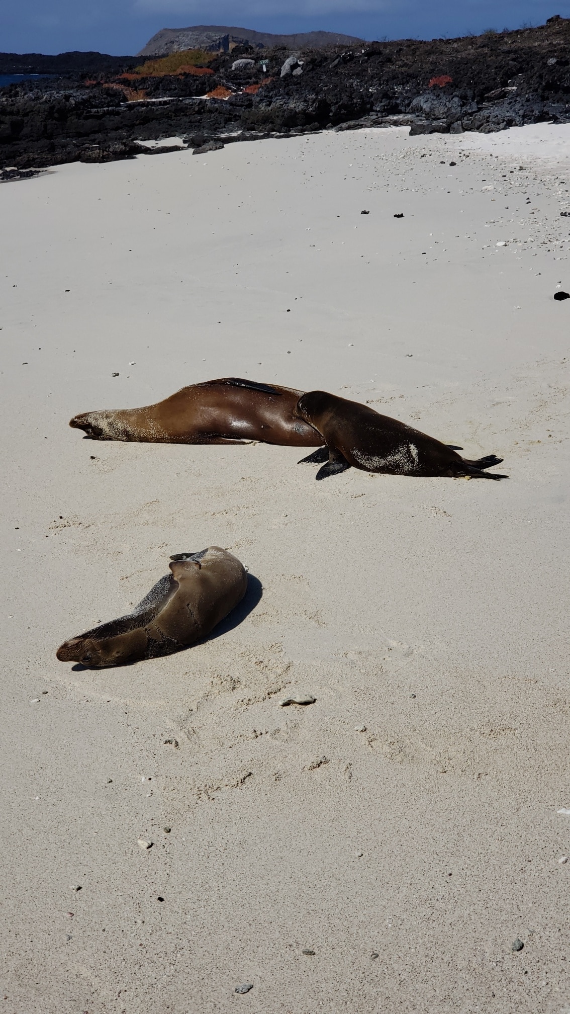 Just another lazy afternoon @ Sombrero Chino

#galapagosislands #sombrerochino