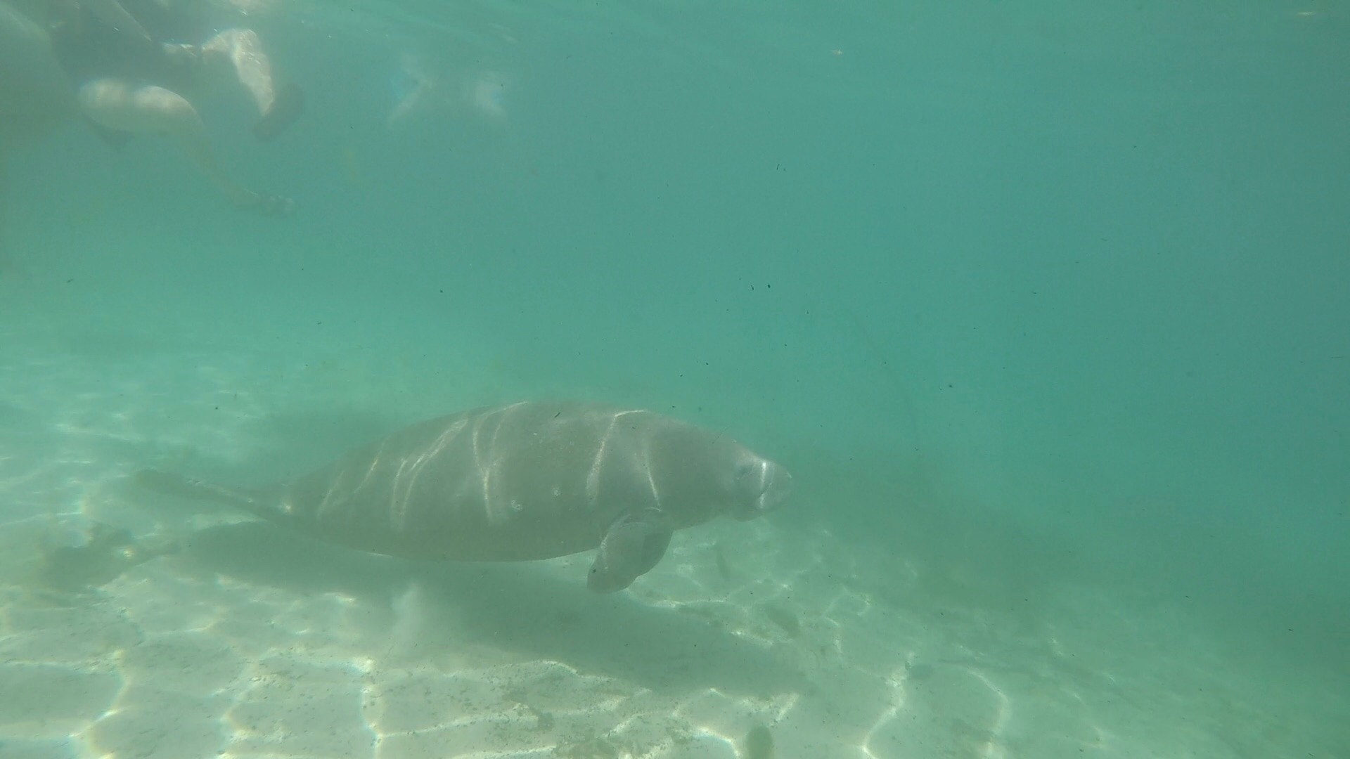 This is where you can swim with the manatees during the winter times you see a lot of them .