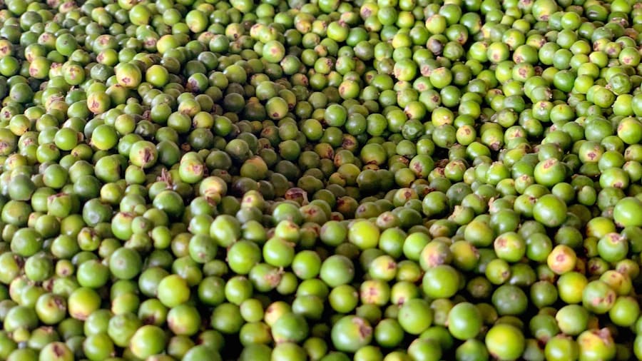 Granja La Plantation