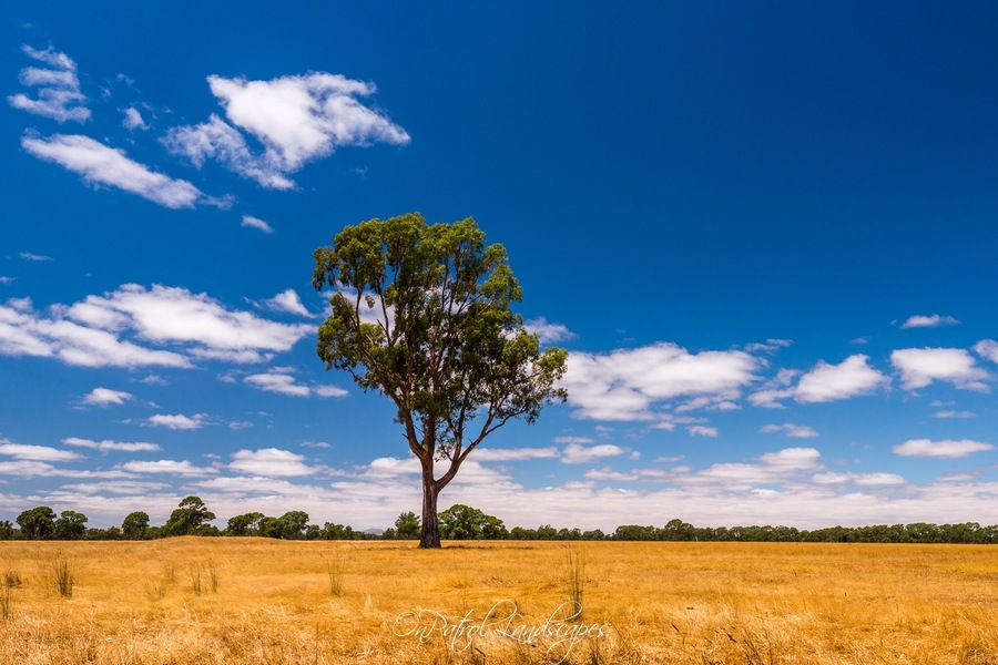 Loved the contrast of the bright blue sky and the burnt yellow grasses during a decent drought in the Grampians region. And then this tree standing tall in the middle of a paddock caught my eye 👍
#BVSBlue Photo Contest