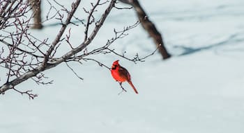 Male Cardinal in Kentwood Backyard