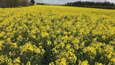 Amazing fields of yellow saffron in southern Denmark
