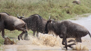 Great Serengeti wildebeest migration