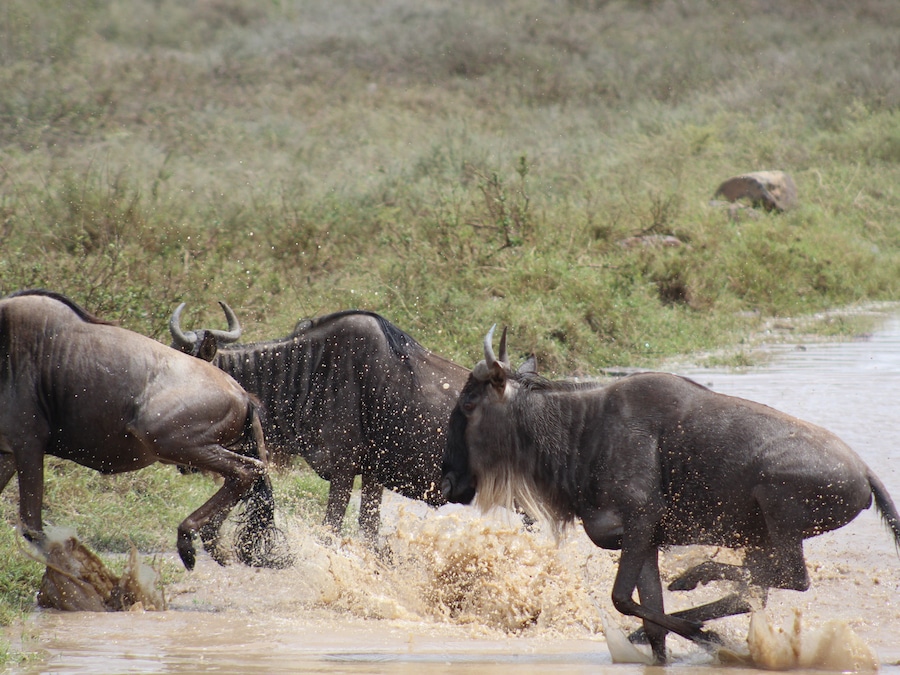 Great Serengeti wildebeest migration