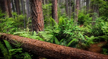 Trying my hand at a little #woodlandphotography

#hiking #trailwalk #LikeALocal 