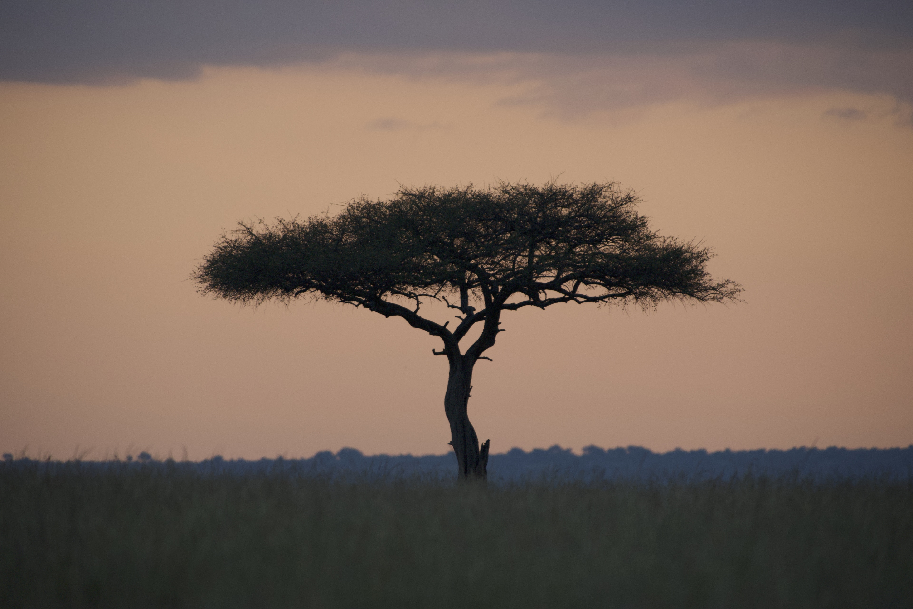 Quintessential sunrise safari landscapes and colors on the plains of Kenya's Mara North Conservancy.  Shot in pre-dawn hours with Nikon D750 with Nikkor 300mm f2.8 AF-S ED VR II Super Telephoto Lens.