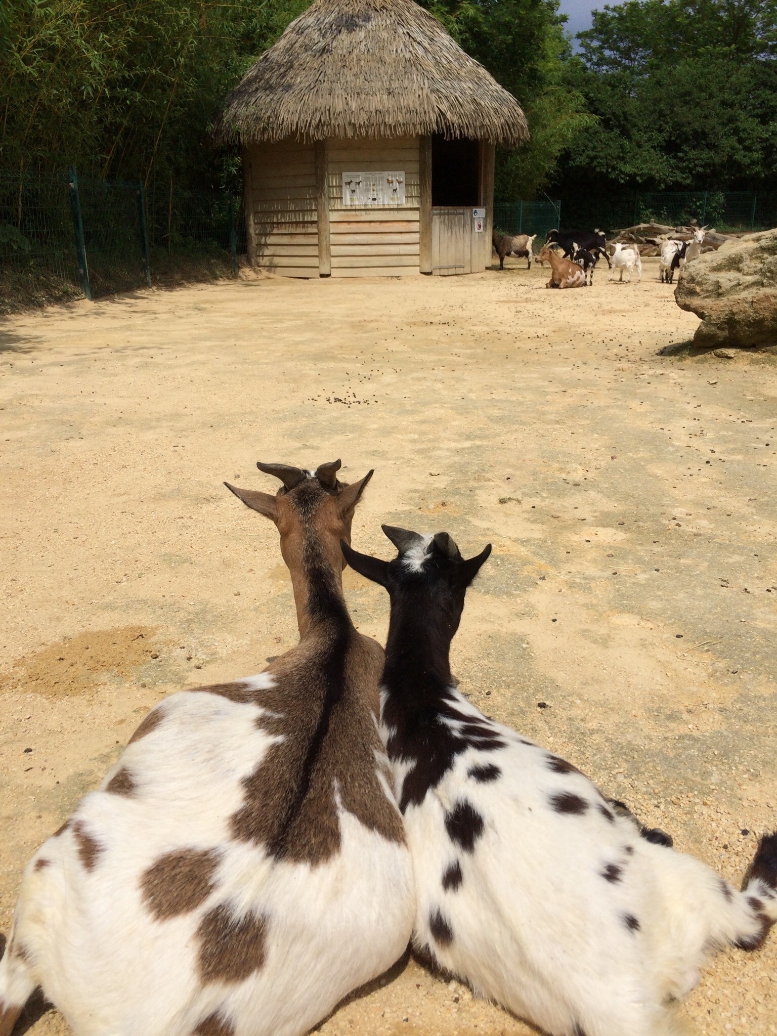 Two African goats getting cosy looking to their home in the distance. This zoo is the only troglodyte zoo in the world, with plenty of places to walk through with the animals.