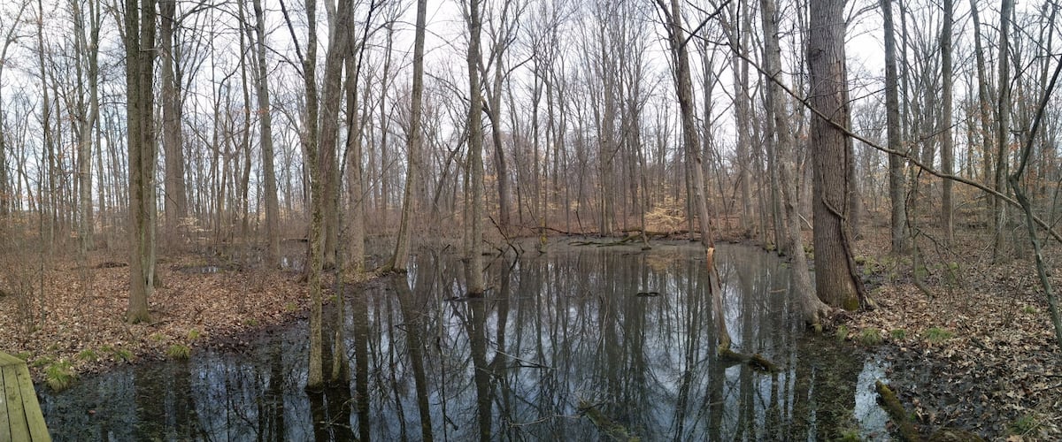 The vernal pool at Gahanna Woods State Nature Preserve. Since there are no fish in a vernal pool, salamanders can breed without the concern of their eggs being devoured by predators.