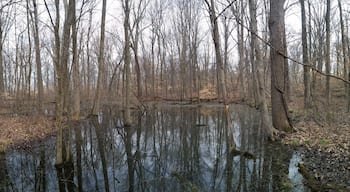 The vernal pool at Gahanna Woods State Nature Preserve. Since there are no fish in a vernal pool, salamanders can breed without the concern of their eggs being devoured by predators.