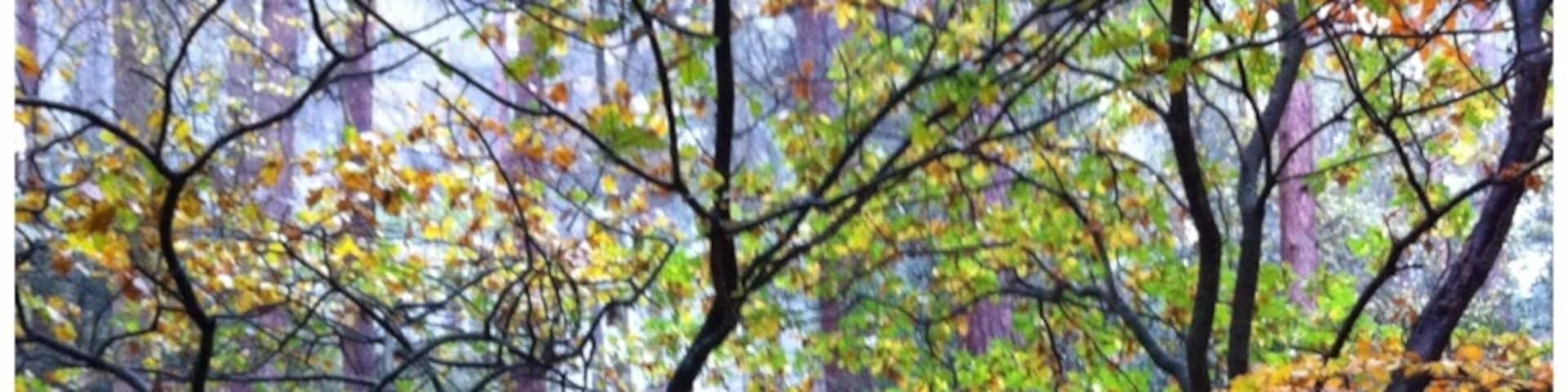 Autumn Woodland - Lickey Hills