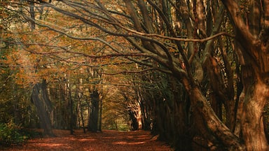 Walking in the endless woodland parks of Hertfordshire in the autumn gives you the opportunity to capture some great colours and beautiful sceneries #lifeatexpediagroup