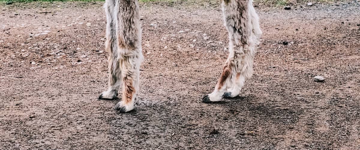 You can visit this awesome alpaca farm free of charge. They have chickens, rabbits, cows, and about 40 alpacas. Very cool experience!