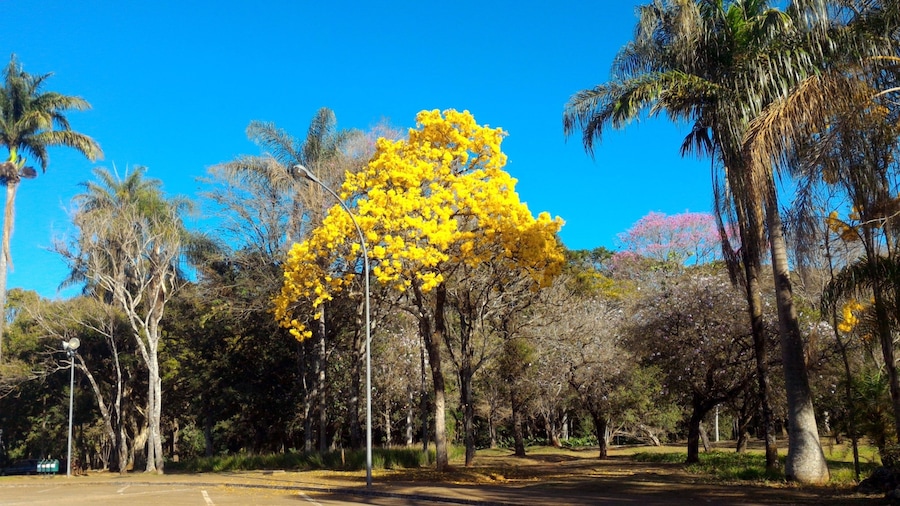 Ipê Amarelo, árvore símbolo do Brasil-(Handroanthus albus).
the Golden Trumpet Tree, is a tree with yellow flowers native to the Cerrado (tropical savannas) of Brazil. Well-known and popular, the tree and its flower are the national plants of Brazil.