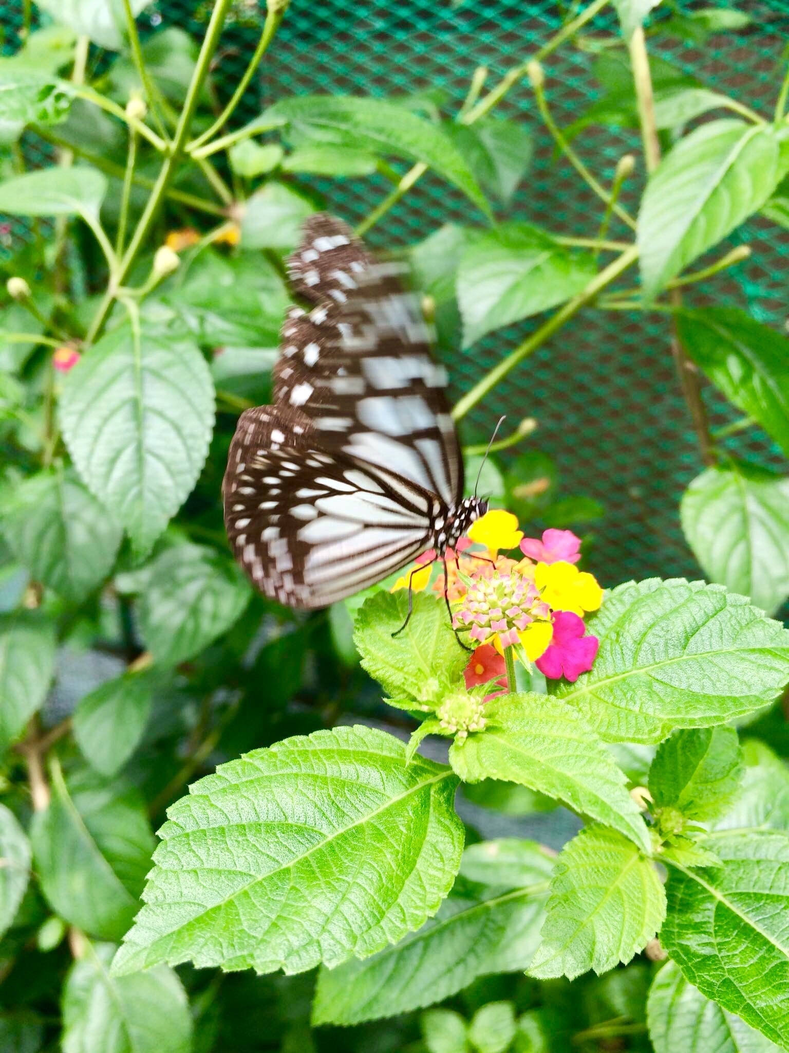 This Butterflies are found in Butterfly Garden, Bohol, Philippines. #Wildlife Photo Challenge