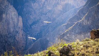 Canyon de Colca Condor