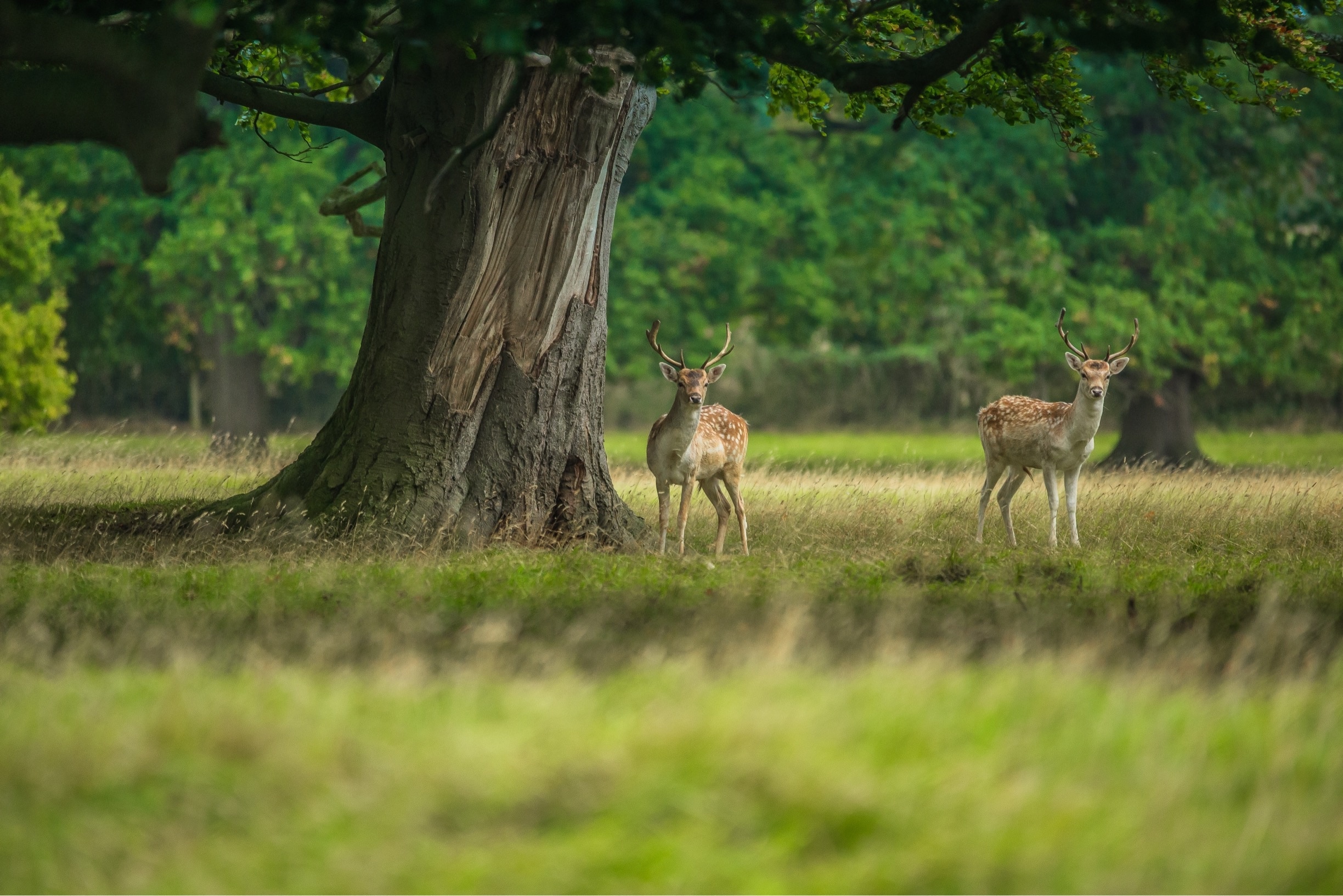 The fallow and red deer are quite use to visitors here at Helmingham Hall as the public pathway runs straight through the deer park.