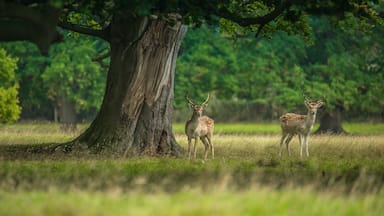 The fallow and red deer are quite use to visitors here at Helmingham Hall as the public pathway runs straight through the deer park.