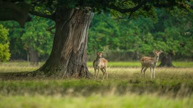 The fallow and red deer are quite use to visitors here at Helmingham Hall as the public pathway runs straight through the deer park.