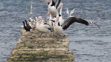 Pelicans in Harbour