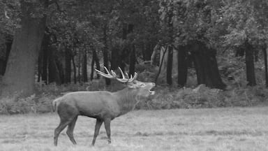 One of 2 stags seen during a walk through the Deer park within Windsor Great Park.