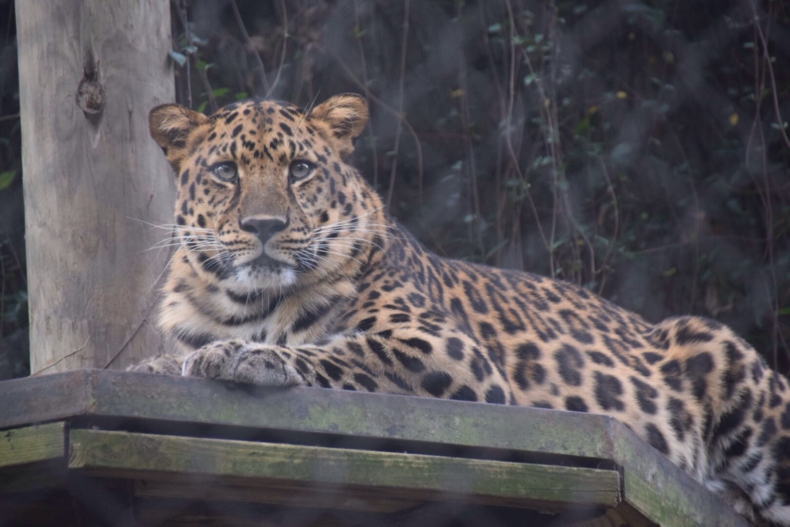 Audubon Zoo, New Orleans, Louisiana, United States of America
