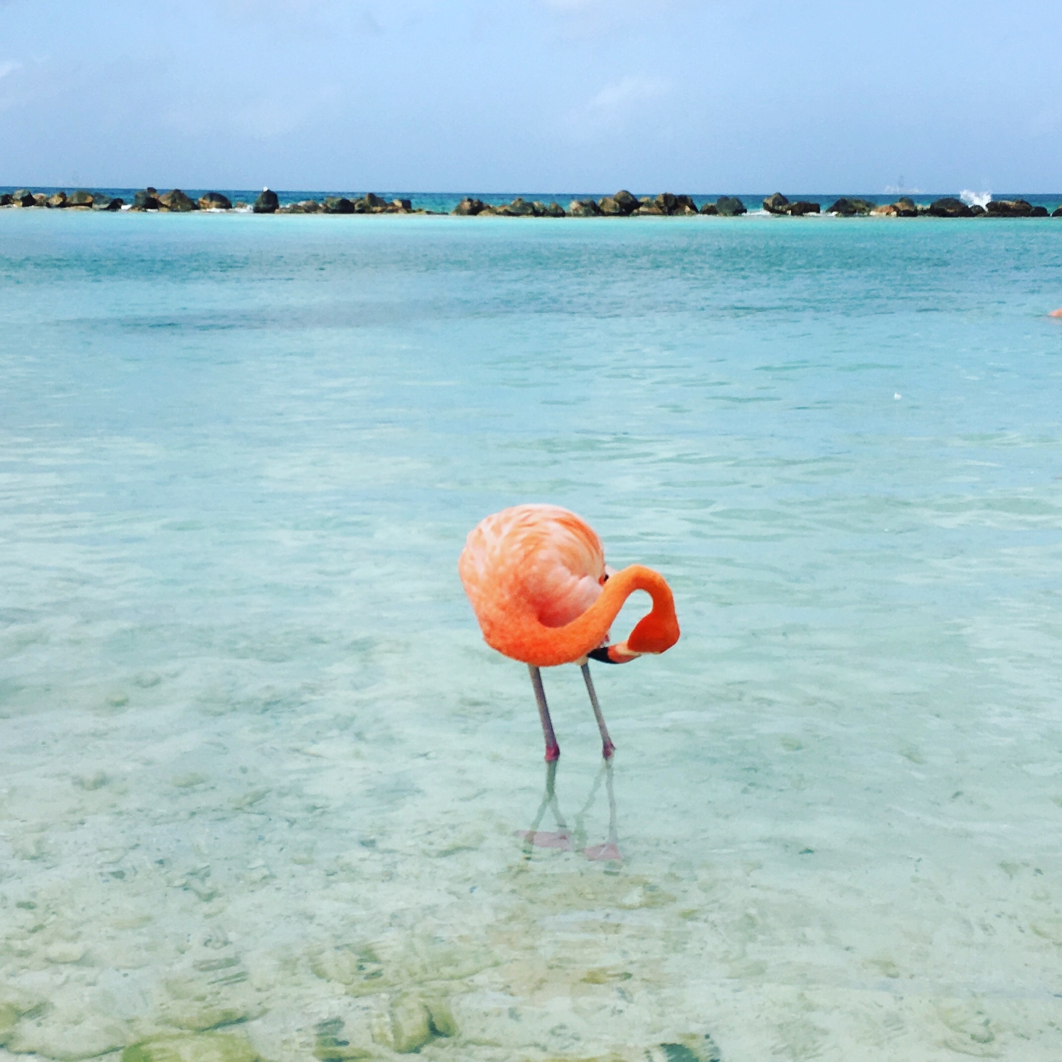 Renaissance Island in Oranjestad - Tours and Activities