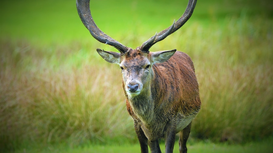 Margam Country Park