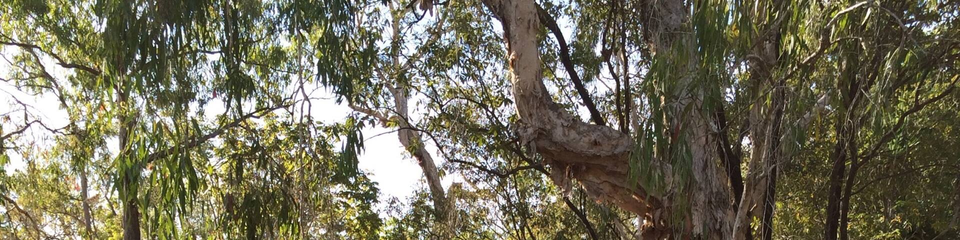 "Australian Bush"
Burrell Creek near Robin Falls.
Chance scenic encounter from taking the road less travelled!
#roadtrip
#weekendgetaway
