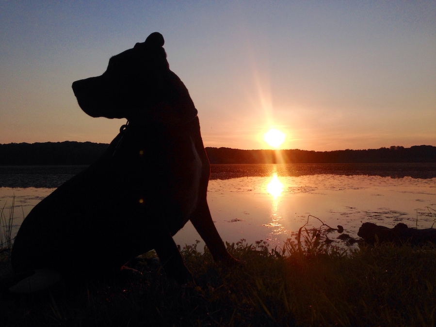 the pup at sunset.
#goldenhour
