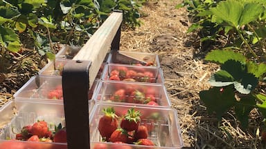 Strawberry picking season. 