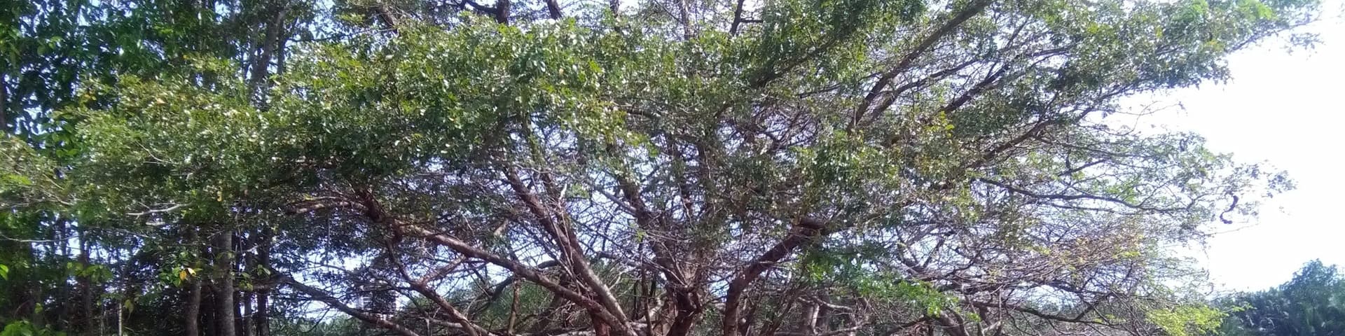 帕納克庫肯, 瑪加沙, 南蘇拉威西, 印尼