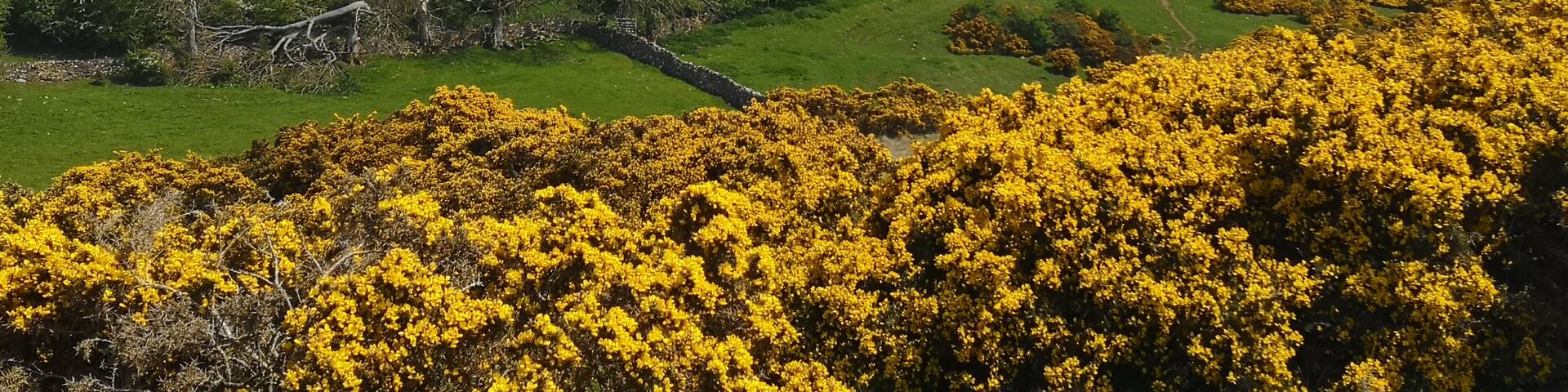 Hill looking over Bampton area in Cumbria, looking golden as covered with flowering gorse.