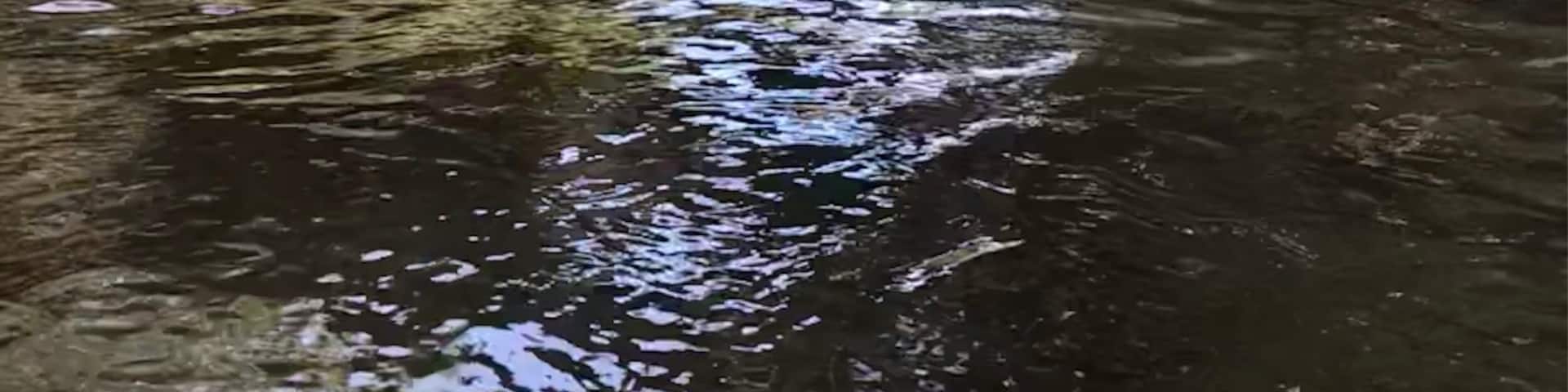I would not recommend doing a kayak paddle here because the water is just too shallow