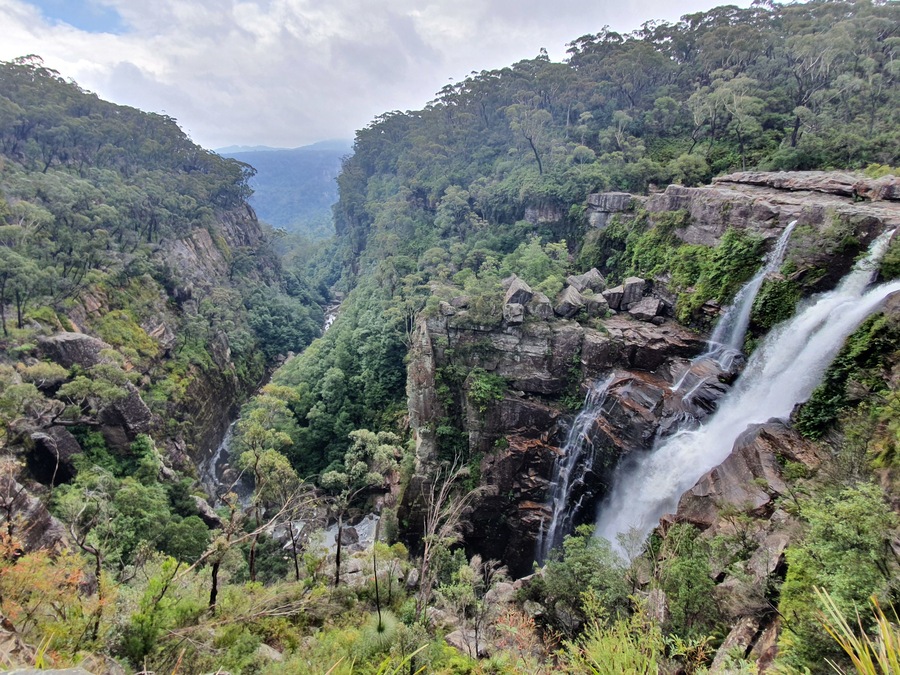 . He suggested Carrington Falls, just 20 minutes away, as a better option. Disappointed, but somehow grateful, I did a U-turn and headed off.
I’d been here before, but now had a better camera, my Samsung S10 phone. These days I rarely use my accumulated Nikon gear, saving it for telephoto and night shots only. I hadn’t fitted flowers into my calculations, but there they were, flexing their leaves to the tune of the falling rain.
Only one other couple were present and they were 300 metres in front. I had it basically all to myself. There’s something fulfilling about being surrounded by nature in all its forms. Droplets of water assembled on the leaves, bushes flushed with flowers and lovely even light