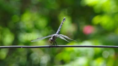 Dragonfly on the High Wire @ Flores, nr Cauayan City, Isabella, Philippines (June 2012). #nature #naturalworld #dragonflies