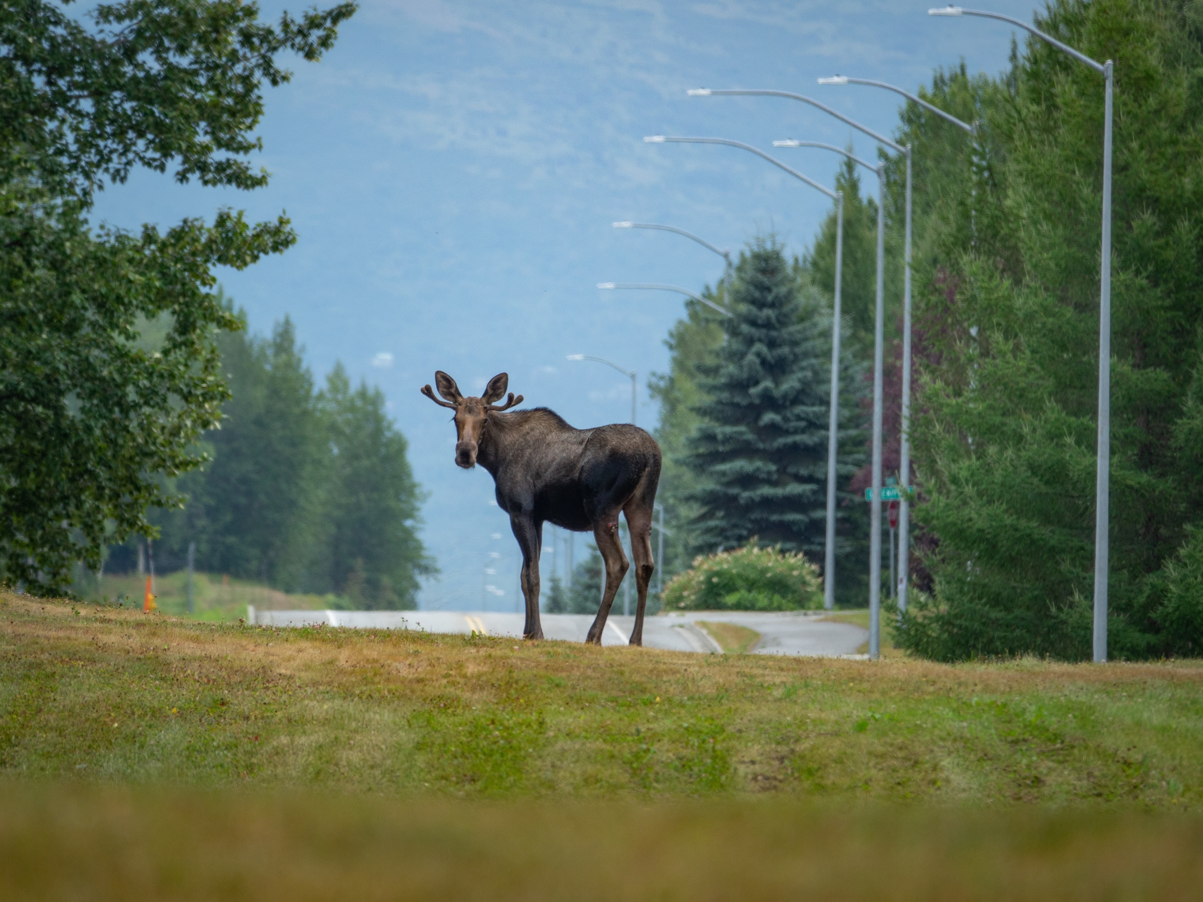 Moose on the loose!  Take a hike near the airport in Anchorage and you likely will see a moose or two.  Kincaid Park is a true gem.