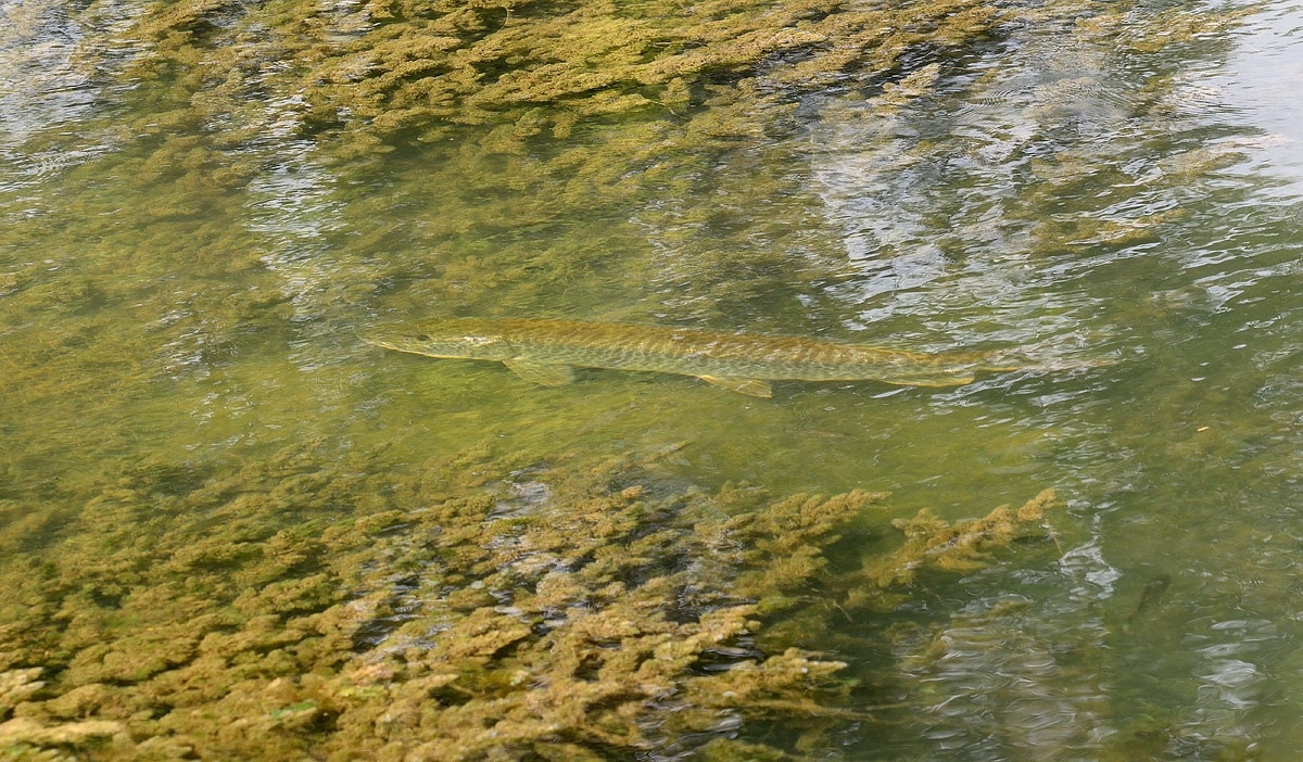 A decent sized tiger musky in a shallow clear area right off the main lake basin. I estimated the size of this fish at 38 to 40 inches. I have caught muskies up to 49 inches in this lake. I always love to get photos of fish in natural habitat and muskies are close to impossible to find in open water.