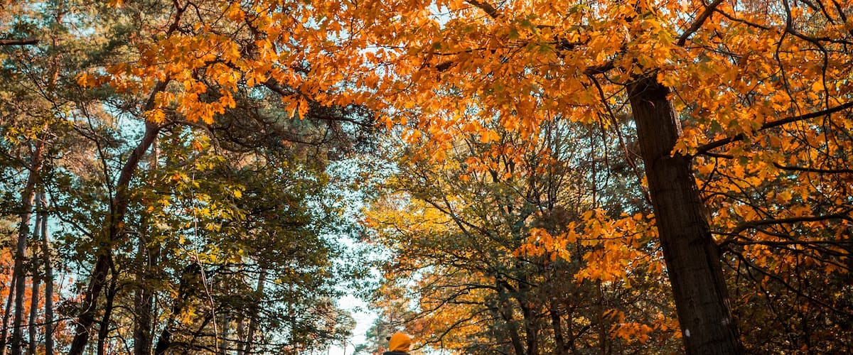 Beautiful Autumn walk in #MyBackyard