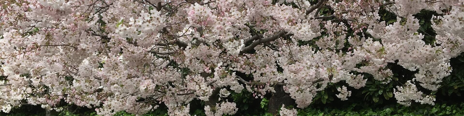 Piedmont, Oakland, California, Estados Unidos