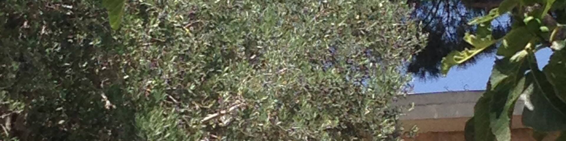 Beautiful old lebanese house surrounding by olive and fruit trees