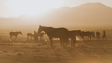 Moments you can’t capture. Moments you never forget. 
One great sunset among horses in Kyrgystan.

#troveon #horses #moments #kyrgystan #sunsets #travel #nature

Make sure you follow me on:
https://www.facebook.com/ShotByCanipel/
https://www.instagram.com/canipel/